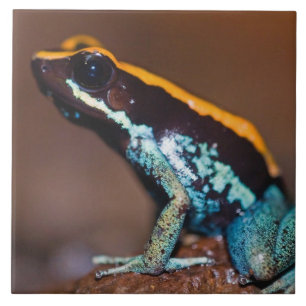 Phyllobates vittatus, een pijlgifkikker tegeltje