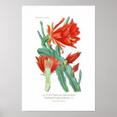 Phyllocactus phyllanthoides poster (Voorkant)