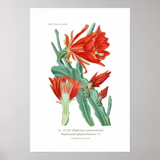Phyllocactus phyllanthoides poster (Voorkant)