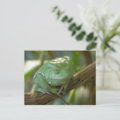 Phyllomedusa sauvagii briefkaart (Staand voorkant)