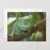 Phyllomedusa sauvagii briefkaart (Voorkant / Achterkant)