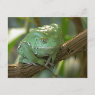 Phyllomedusa sauvagii briefkaart