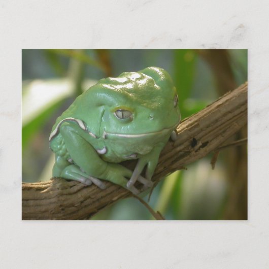 Phyllomedusa sauvagii briefkaart (Voorkant)