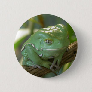 Phyllomedusa sauvagii ronde button 5,7 cm