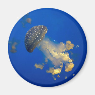 Phyllorhiza punctata magneet