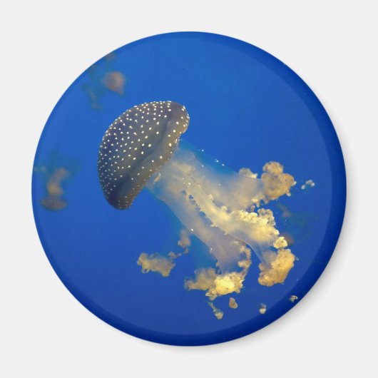 Phyllorhiza punctata magneet (Voorkant)