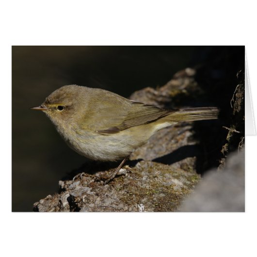 Phylloscopus collybita (Voorkant Horizontaal)