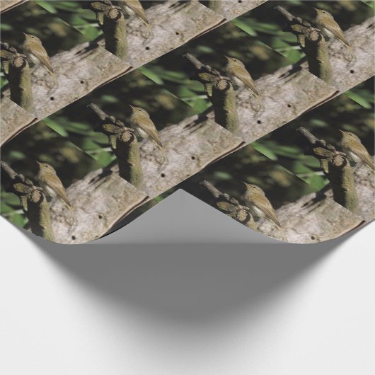 Phylloscopus collybita cadeaupapier (Hoek)