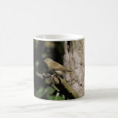 Phylloscopus collybita koffiemok (Center)