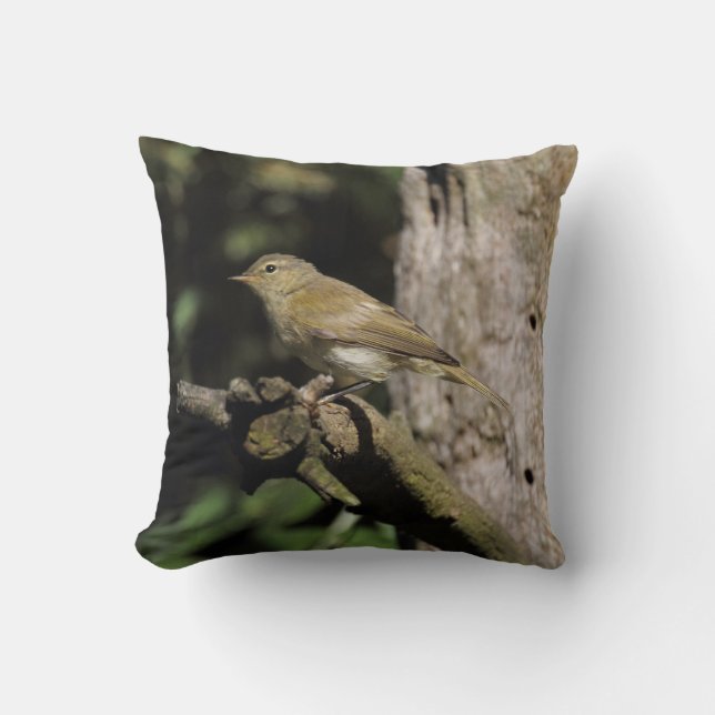 Phylloscopus collybita kussen (Voorkant)