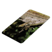 Phylloscopus collybita magneet (Linkerzijde)