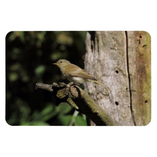 Phylloscopus collybita magneet (Horizontaal)