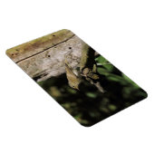 Phylloscopus collybita magneet (Rechterzijde)