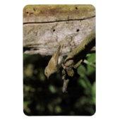 Phylloscopus collybita magneet (Verticaal)