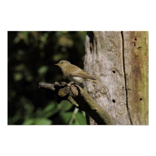 Phylloscopus collybita poster (Voorkant)