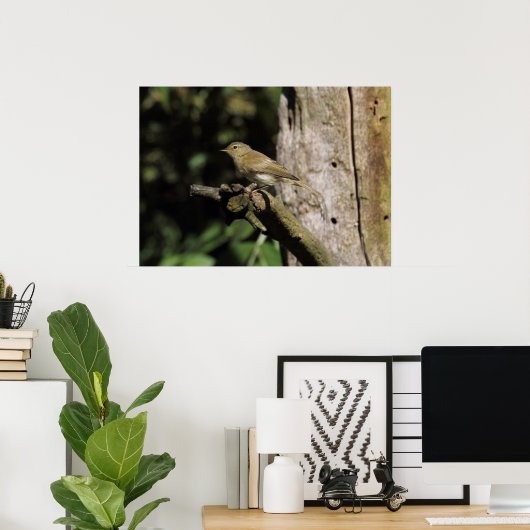 Phylloscopus collybita poster (Thuiskantoor)