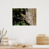 Phylloscopus collybita poster (Keuken)