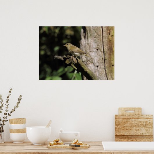 Phylloscopus collybita poster (Keuken)