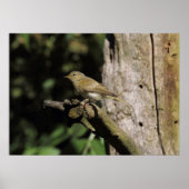 Phylloscopus collybita poster (Voorkant)