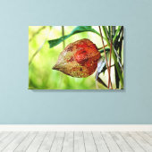 Physalis alkekengi canvas afdruk (Insitu (Houten vloer))