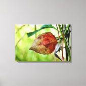 Physalis alkekengi canvas afdruk (Voorkant)