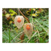 Physalis alkekengi foto afdruk (Voorkant)