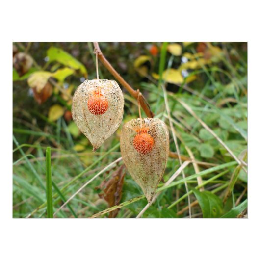Physalis alkekengi foto afdruk (Voorkant)