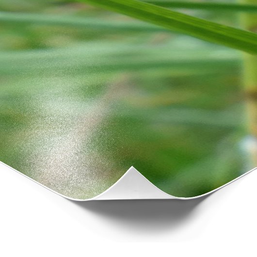 Physalis alkekengi foto afdruk (Hoek)