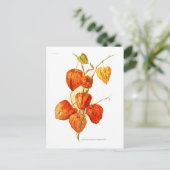 Physalis alkekengi franchetti briefkaart (Staand voorkant)
