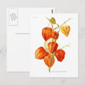 Physalis alkekengi franchetti briefkaart (Voorkant / Achterkant)