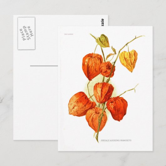 Physalis alkekengi franchetti briefkaart (Voorkant / Achterkant)