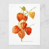 Physalis alkekengi franchetti briefkaart (Voorkant)