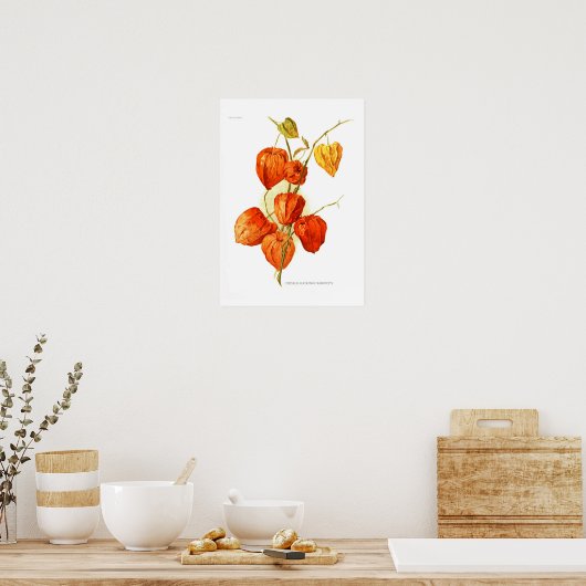 Physalis alkekengi franchetti poster (Keuken)