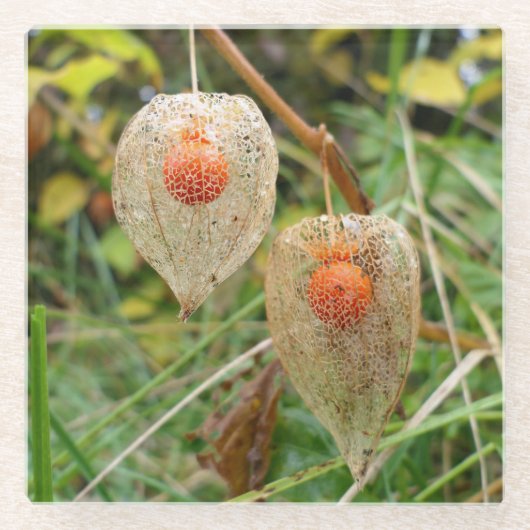 Physalis alkekengi glazen onderzetter (Voorkant)
