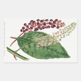 Phytolacca Decandra (American Pokeweed) (1806) Rechthoekige Sticker