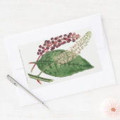 Phytolacca Decandra (American Pokeweed) (1806) Rechthoekige Sticker (Envelop)