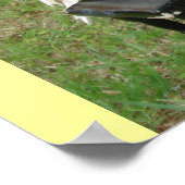 Pianist Parrots Poster (Hoek)