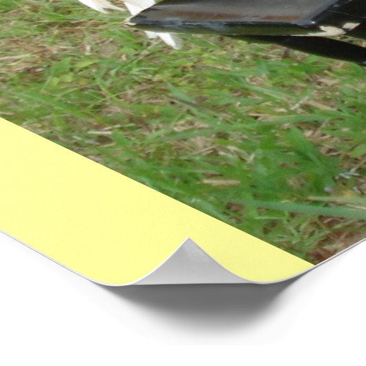 Pianist Parrots Poster (Hoek)