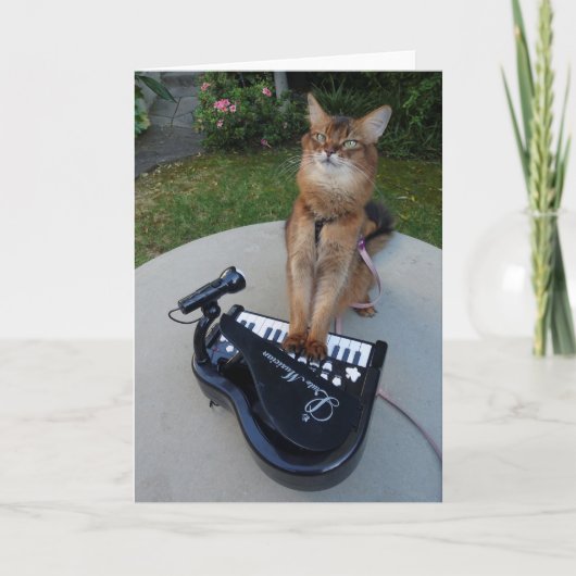 Piano Cat, Somali Cat Musician die Piano Funny spe Kaart (Voorkant)