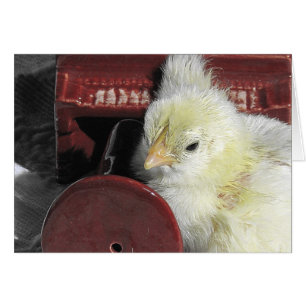 Piano Chick Alle gelegenheden bekijken