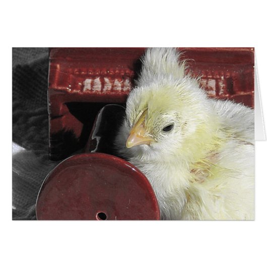 Piano Chick  Alle gelegenheden bekijken (Voorkant Horizontaal)