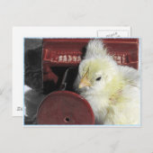 Piano Chick  foto bekijken Briefkaart (Voorkant / Achterkant)