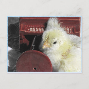 Piano Chick foto bekijken Briefkaart