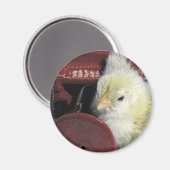 Piano Chick foto bekijken Magneet (Voorkant / Achterkant)