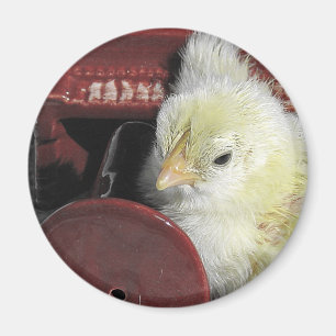 Piano Chick  foto bekijken Magneet