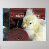 Piano Chick Poster (Voorkant)