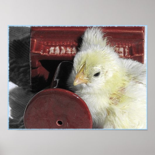 Piano Chick Poster (Voorkant)