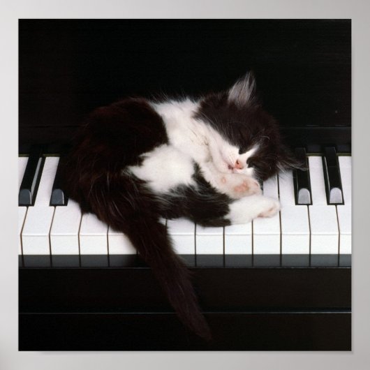 Piano Kitten Poster (Voorkant)
