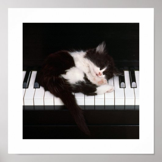 Piano Kitten Poster (Voorkant)