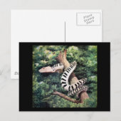 Piano Snake Briefkaart (Voorkant / Achterkant)